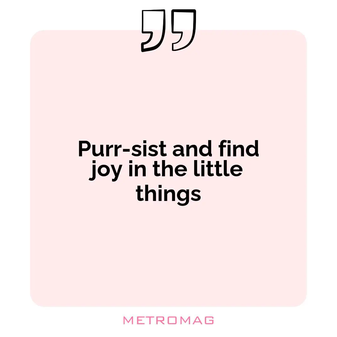 Purr-sist and find joy in the little things