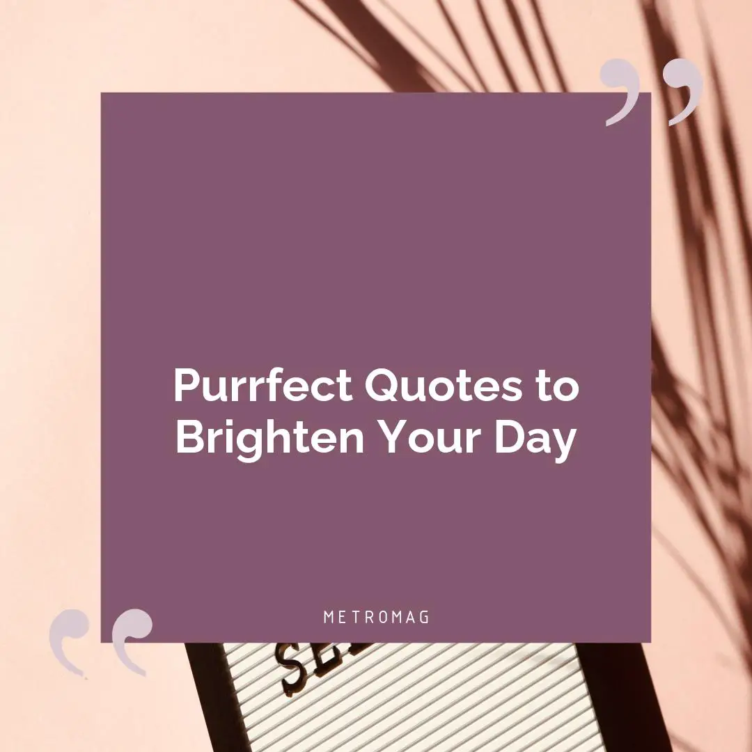 Purrfect Quotes to Brighten Your Day