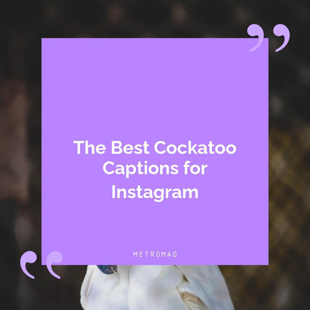The Best Cockatoo Captions for Instagram