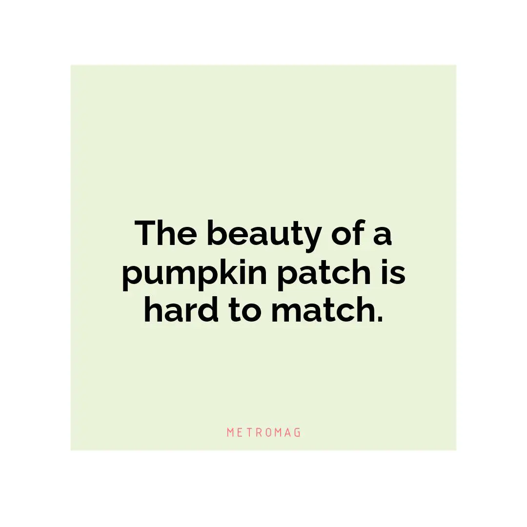 The beauty of a pumpkin patch is hard to match.