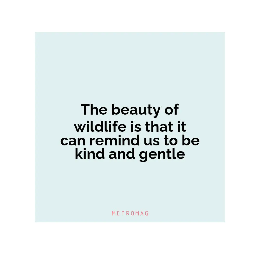 The beauty of wildlife is that it can remind us to be kind and gentle