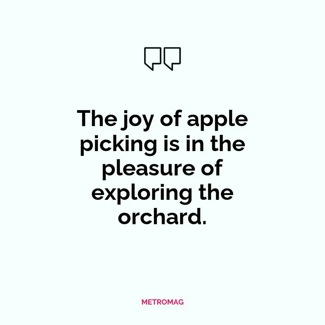 The joy of apple picking is in the pleasure of exploring the orchard.