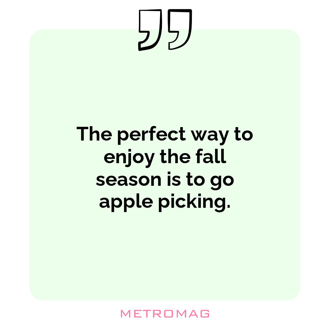The perfect way to enjoy the fall season is to go apple picking.
