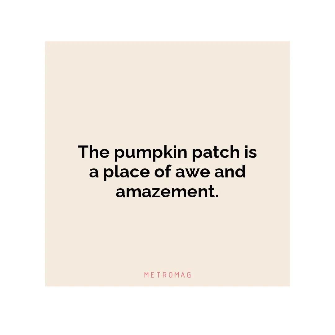 The pumpkin patch is a place of awe and amazement.