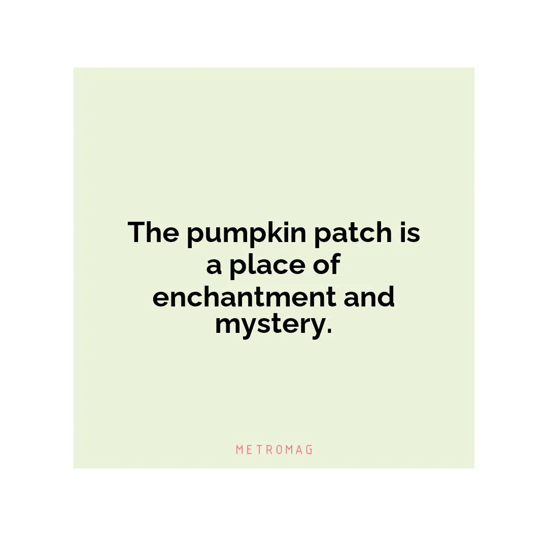 The pumpkin patch is a place of enchantment and mystery.