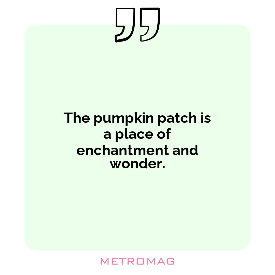 The pumpkin patch is a place of enchantment and wonder.