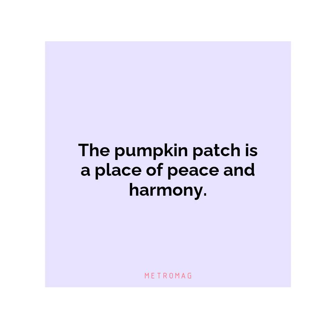 The pumpkin patch is a place of peace and harmony.