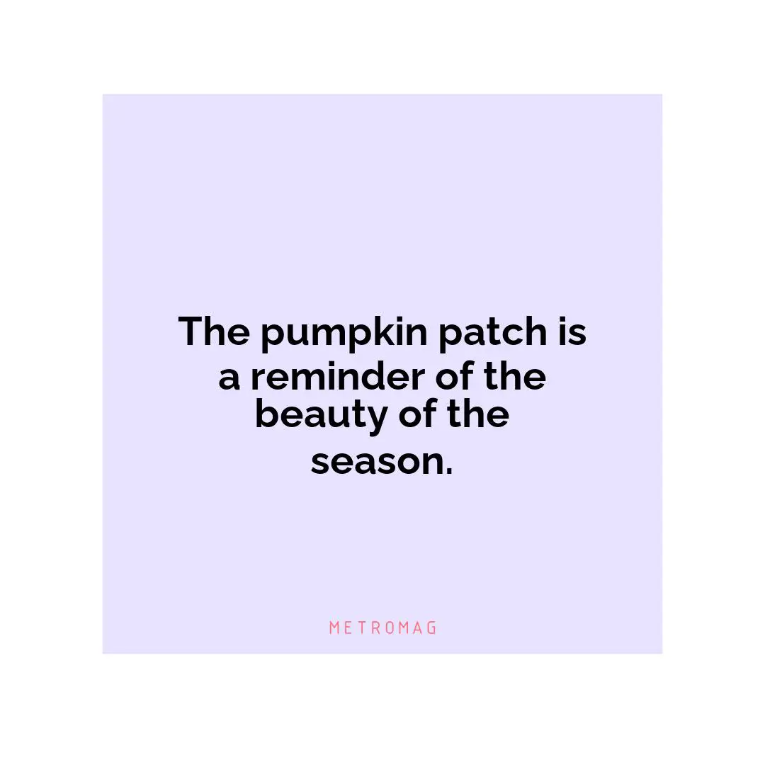 The pumpkin patch is a reminder of the beauty of the season.