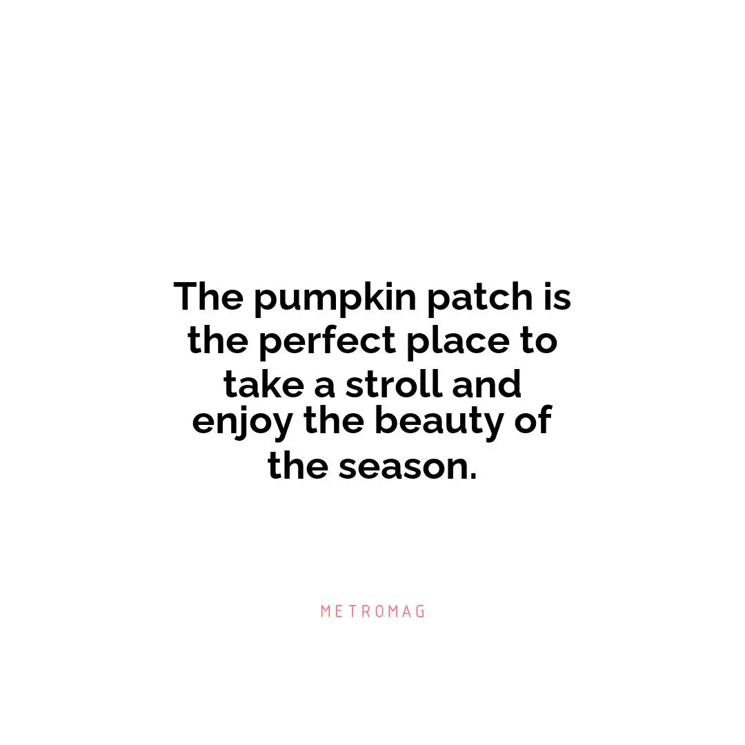The pumpkin patch is the perfect place to take a stroll and enjoy the beauty of the season.