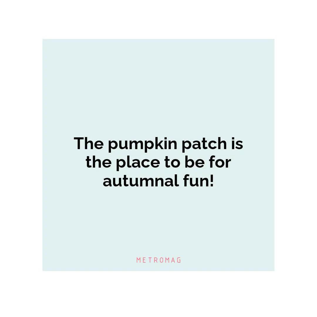 The pumpkin patch is the place to be for autumnal fun!