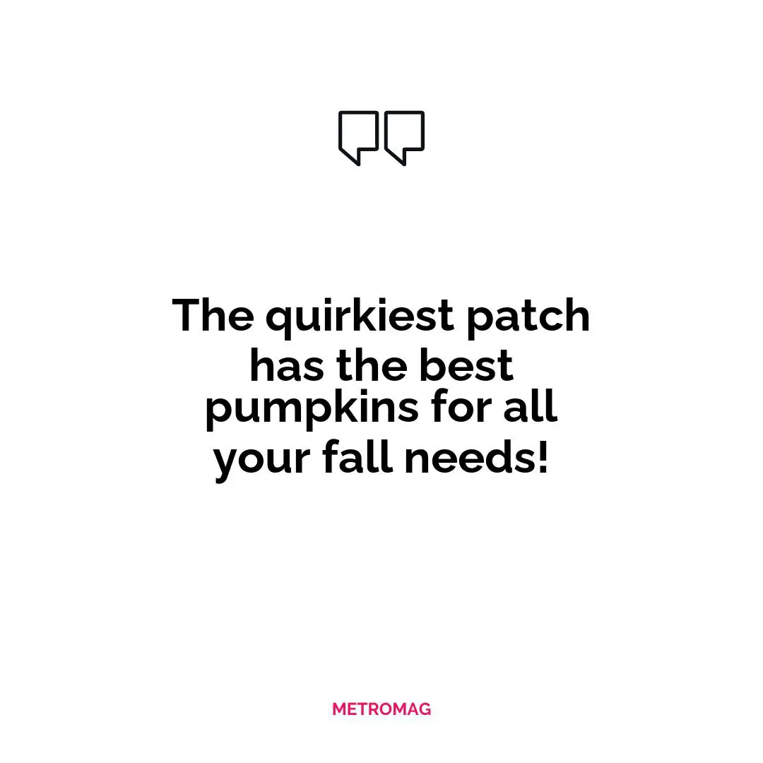 The quirkiest patch has the best pumpkins for all your fall needs!