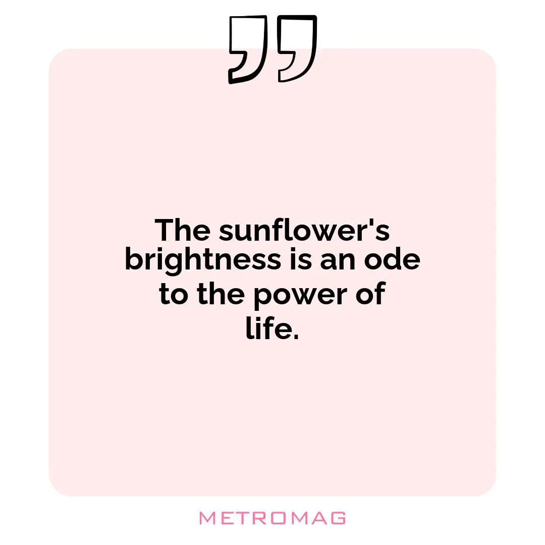 The sunflower's brightness is an ode to the power of life.