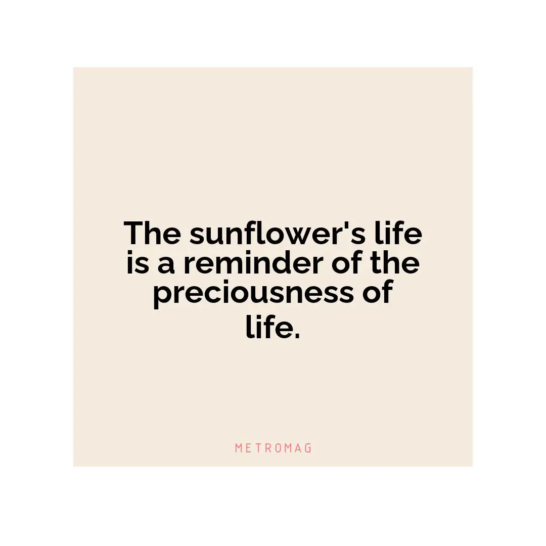 The sunflower's life is a reminder of the preciousness of life.