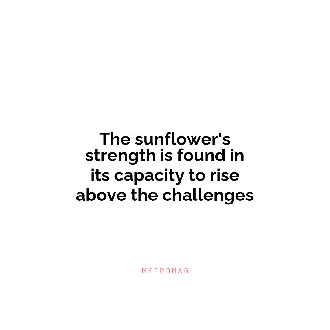 The sunflower's strength is found in its capacity to rise above the challenges