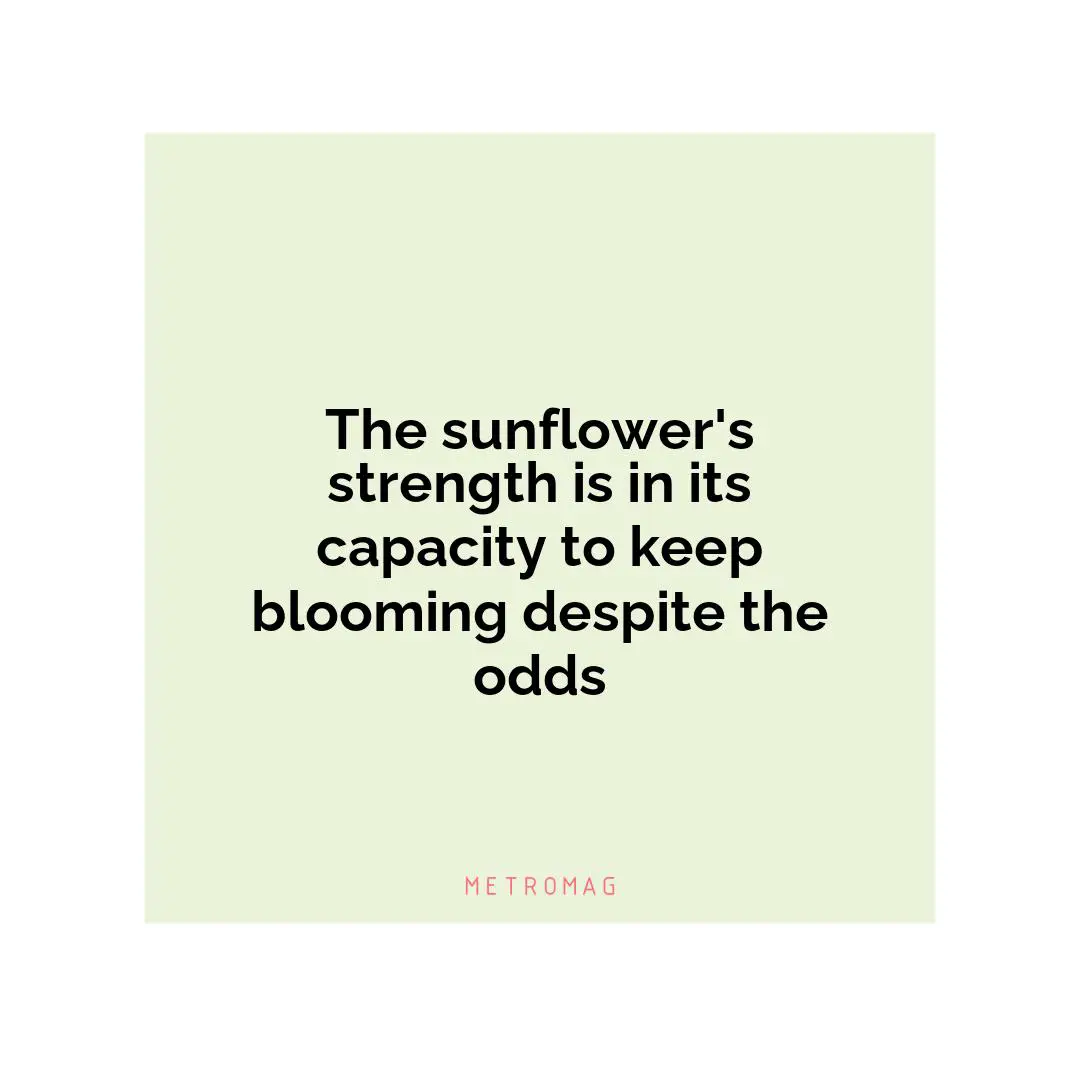 The sunflower's strength is in its capacity to keep blooming despite the odds