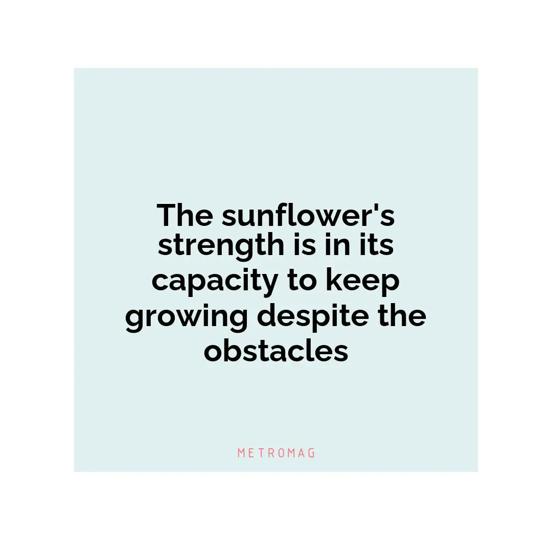 The sunflower's strength is in its capacity to keep growing despite the obstacles