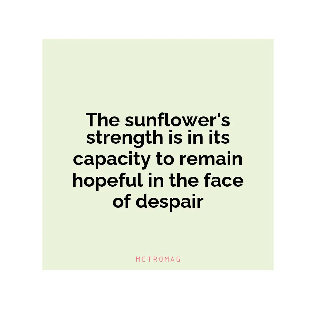 The sunflower's strength is in its capacity to remain hopeful in the face of despair
