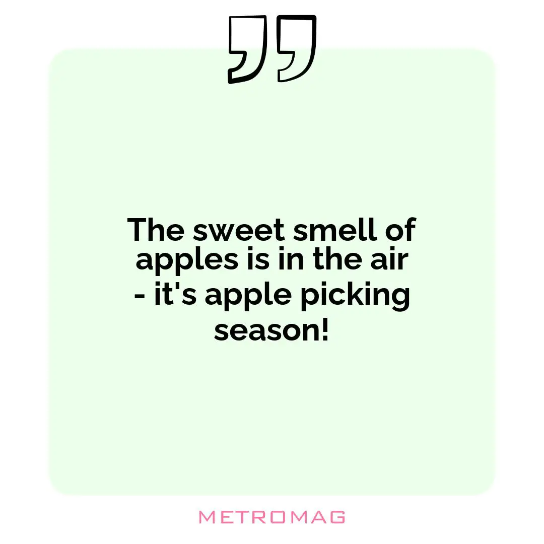 The sweet smell of apples is in the air - it's apple picking season!