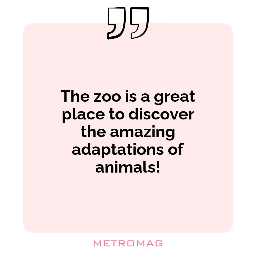 The zoo is a great place to discover the amazing adaptations of animals!