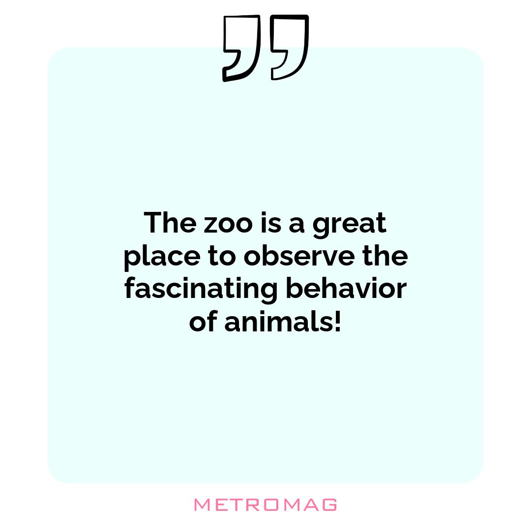 The zoo is a great place to observe the fascinating behavior of animals!