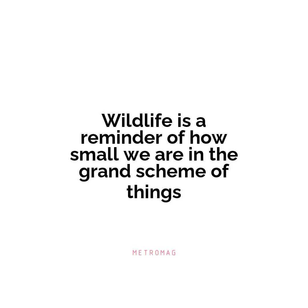 Wildlife is a reminder of how small we are in the grand scheme of things