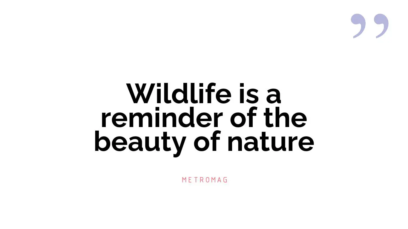 Wildlife is a reminder of the beauty of nature