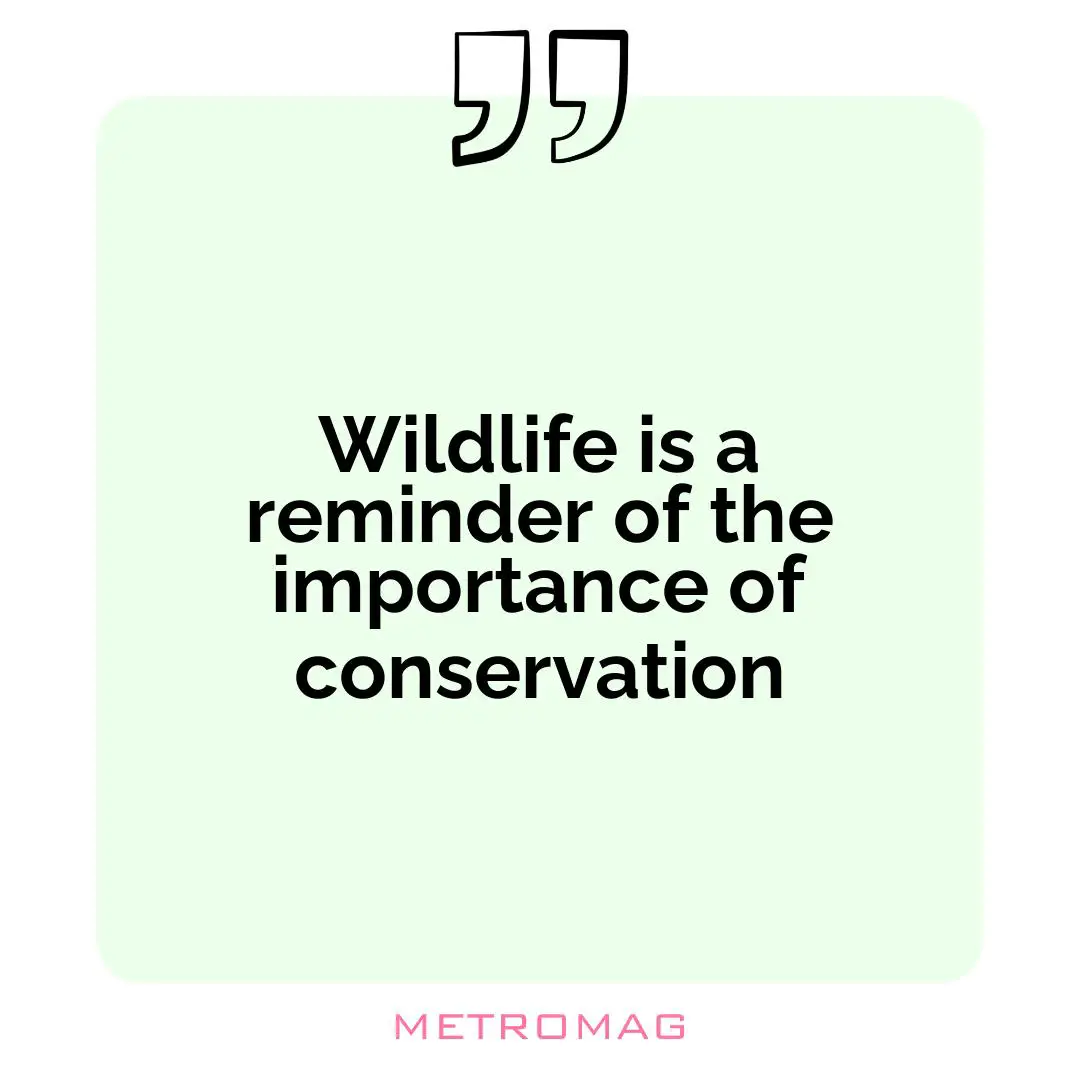 Wildlife is a reminder of the importance of conservation