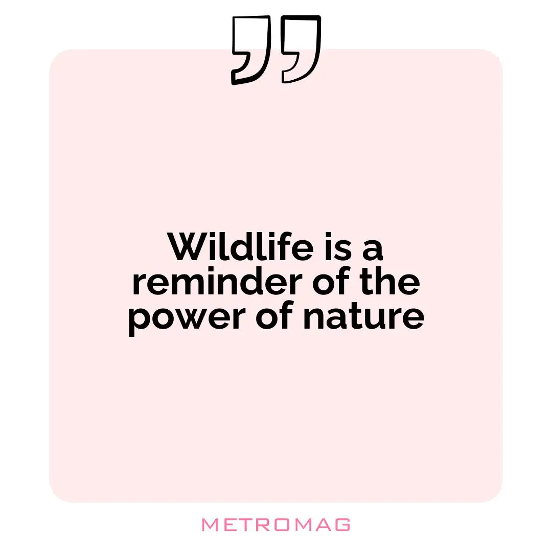 Wildlife is a reminder of the power of nature