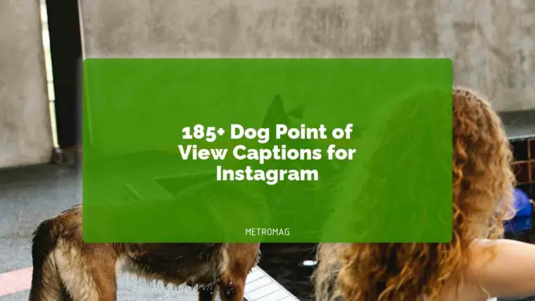 185+ Dog Point of View Captions for Instagram