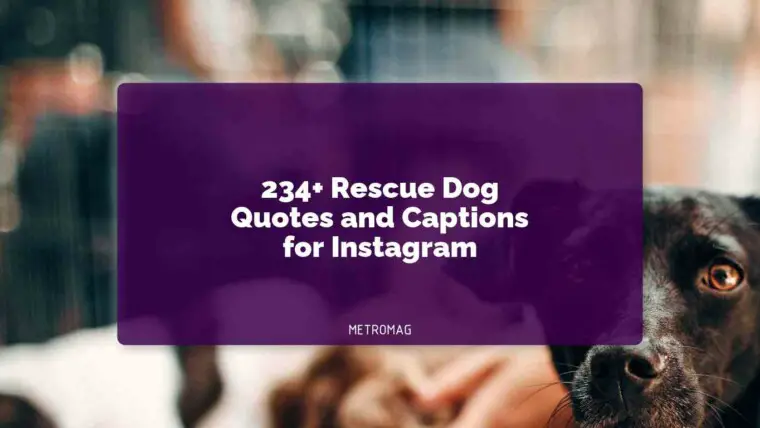 234+ Rescue Dog Quotes and Captions for Instagram