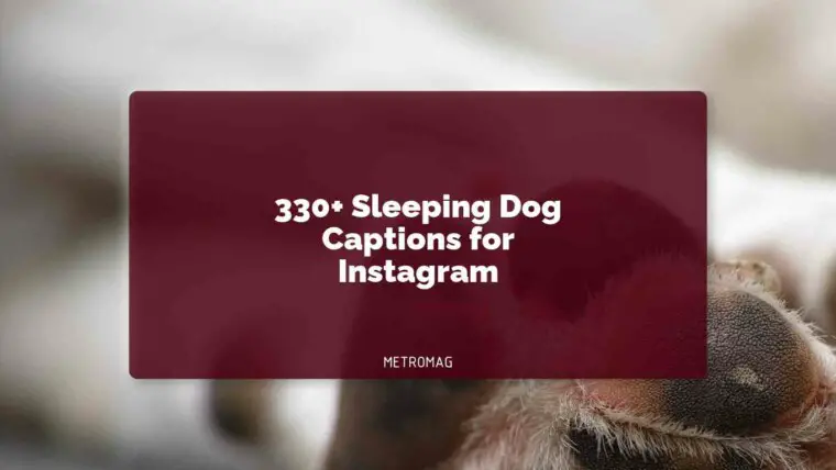 330+ Sleeping Dog Captions for Instagram