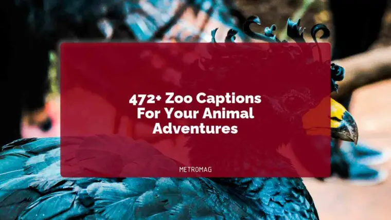 472+ Zoo Captions For Your Animal Adventures