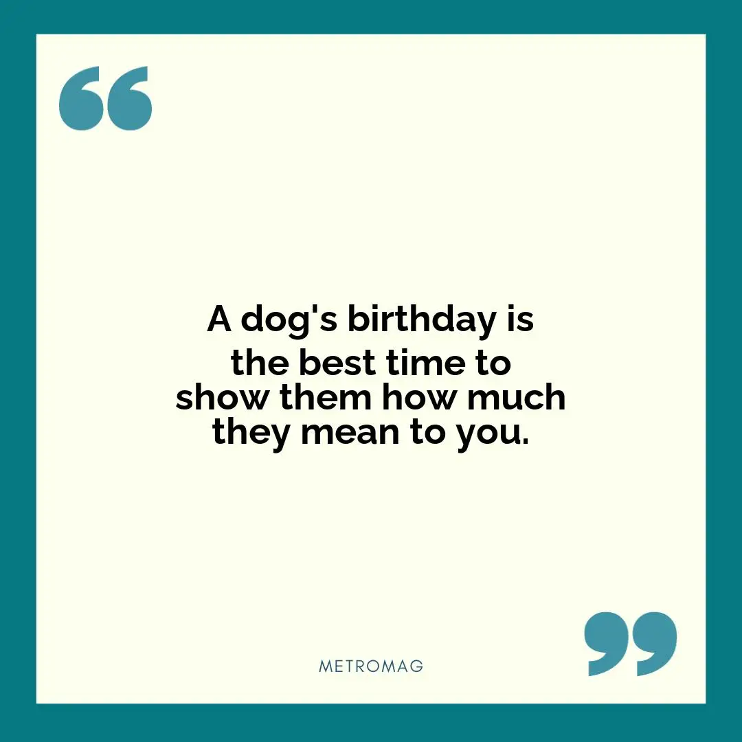 A dog's birthday is the best time to show them how much they mean to you.