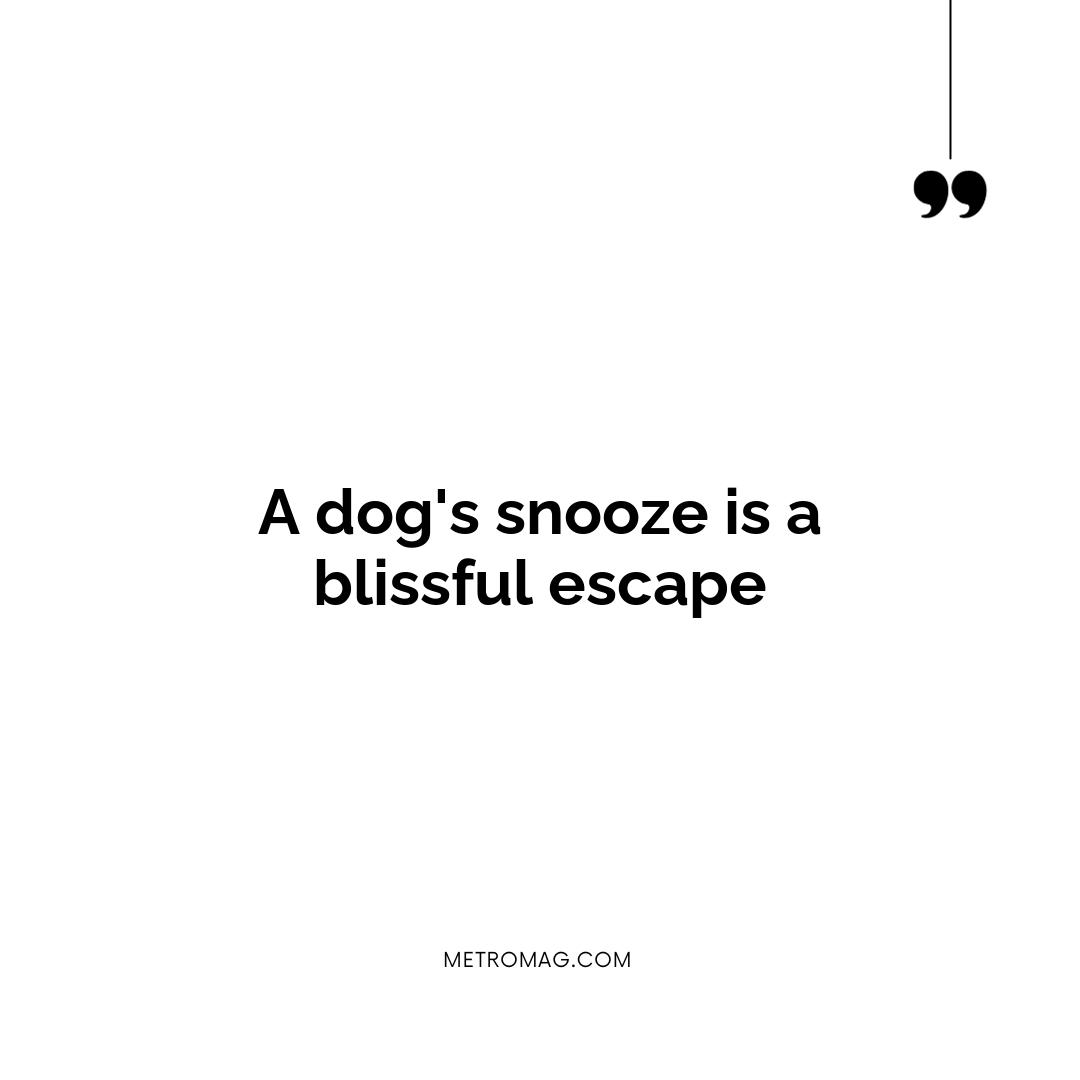 A dog's snooze is a blissful escape