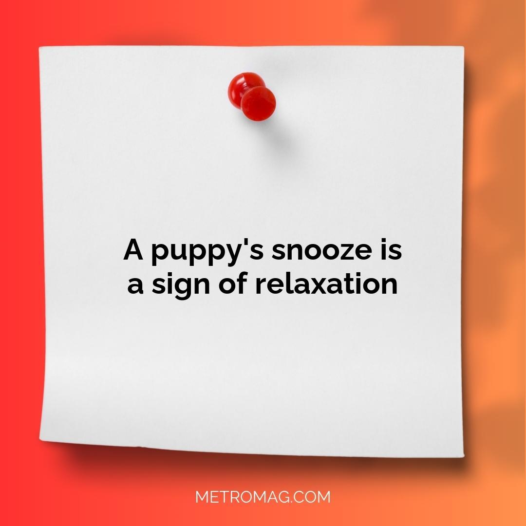 A puppy's snooze is a sign of relaxation