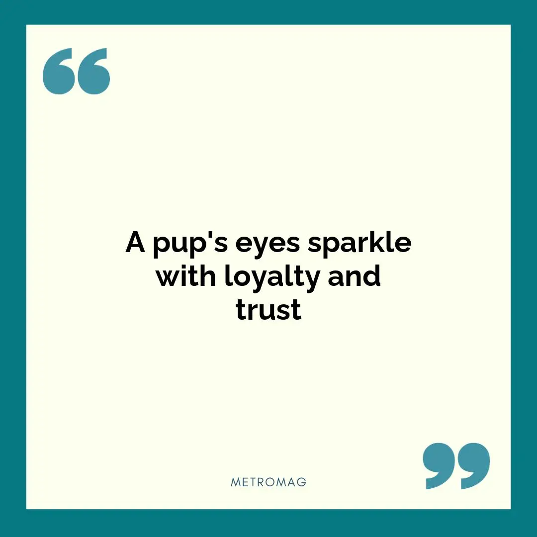 A pup's eyes sparkle with loyalty and trust