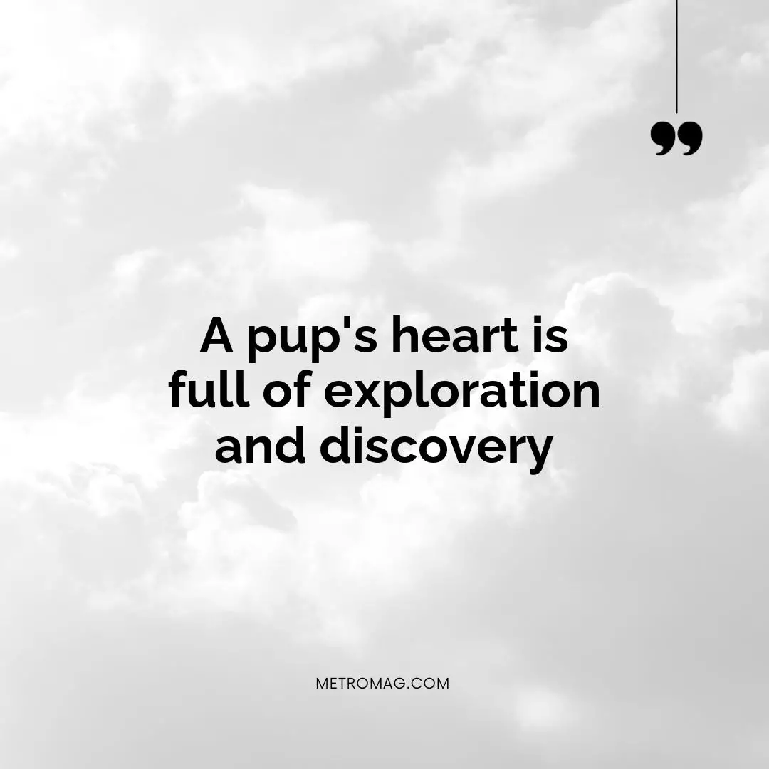 A pup's heart is full of exploration and discovery