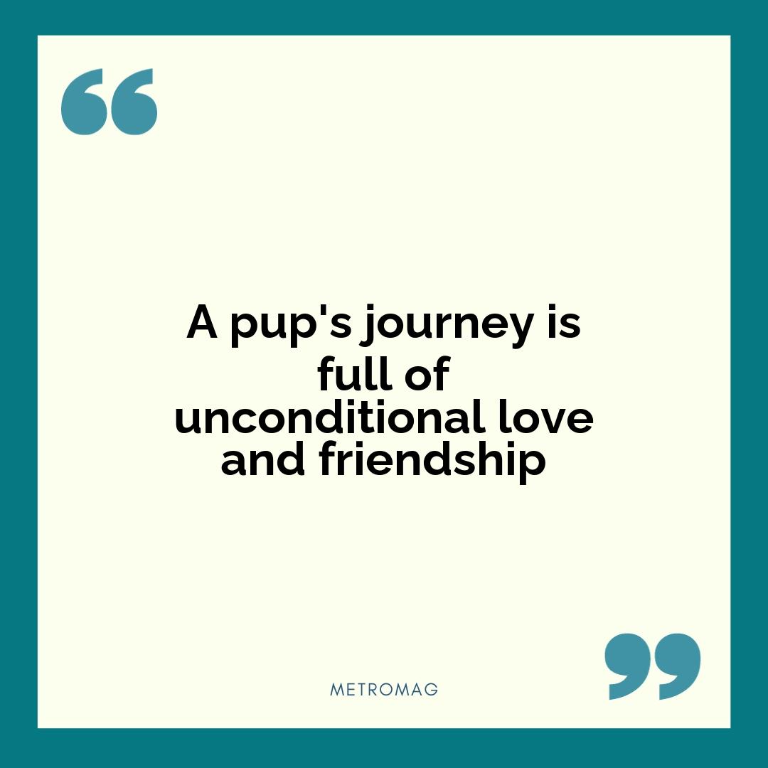 A pup's journey is full of unconditional love and friendship