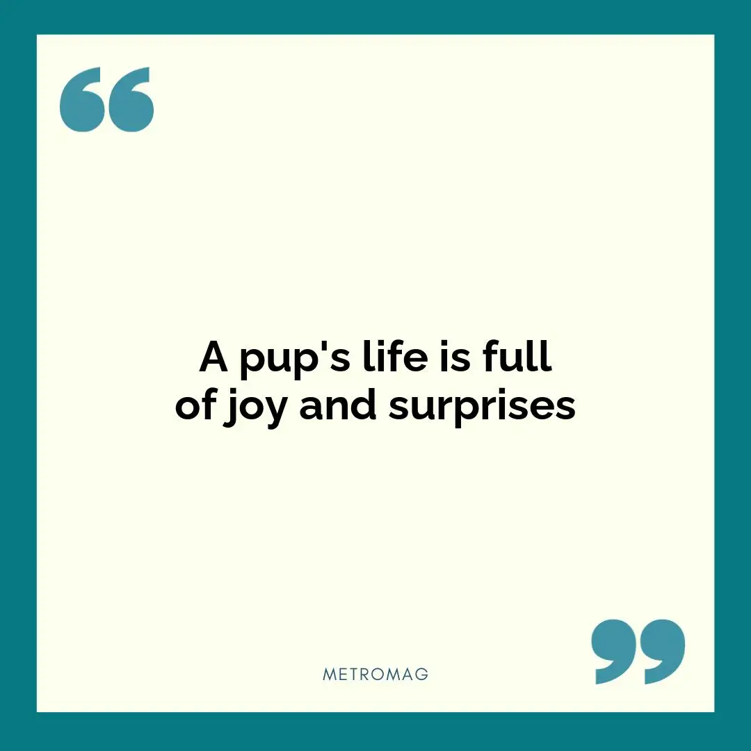 A pup's life is full of joy and surprises