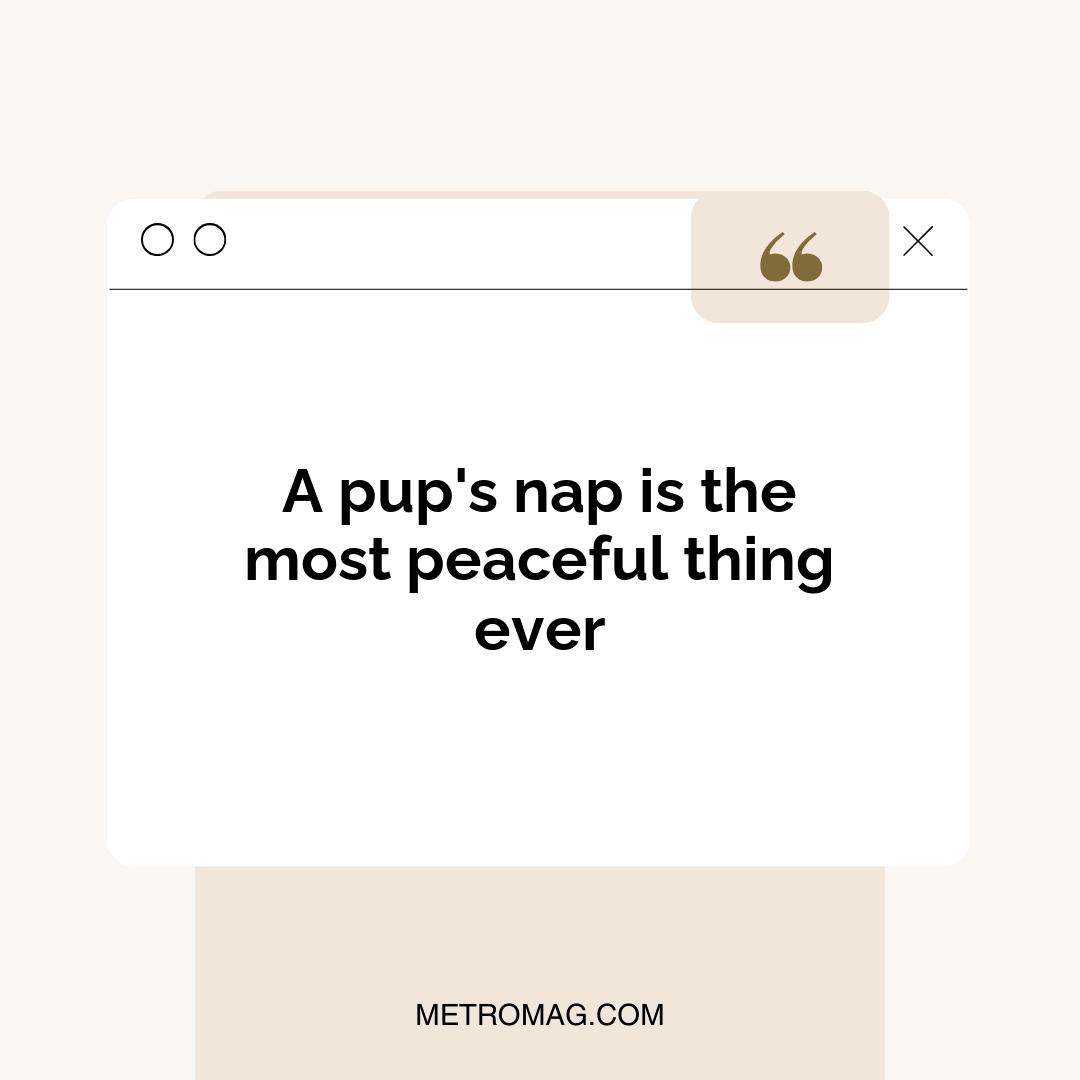 A pup's nap is the most peaceful thing ever