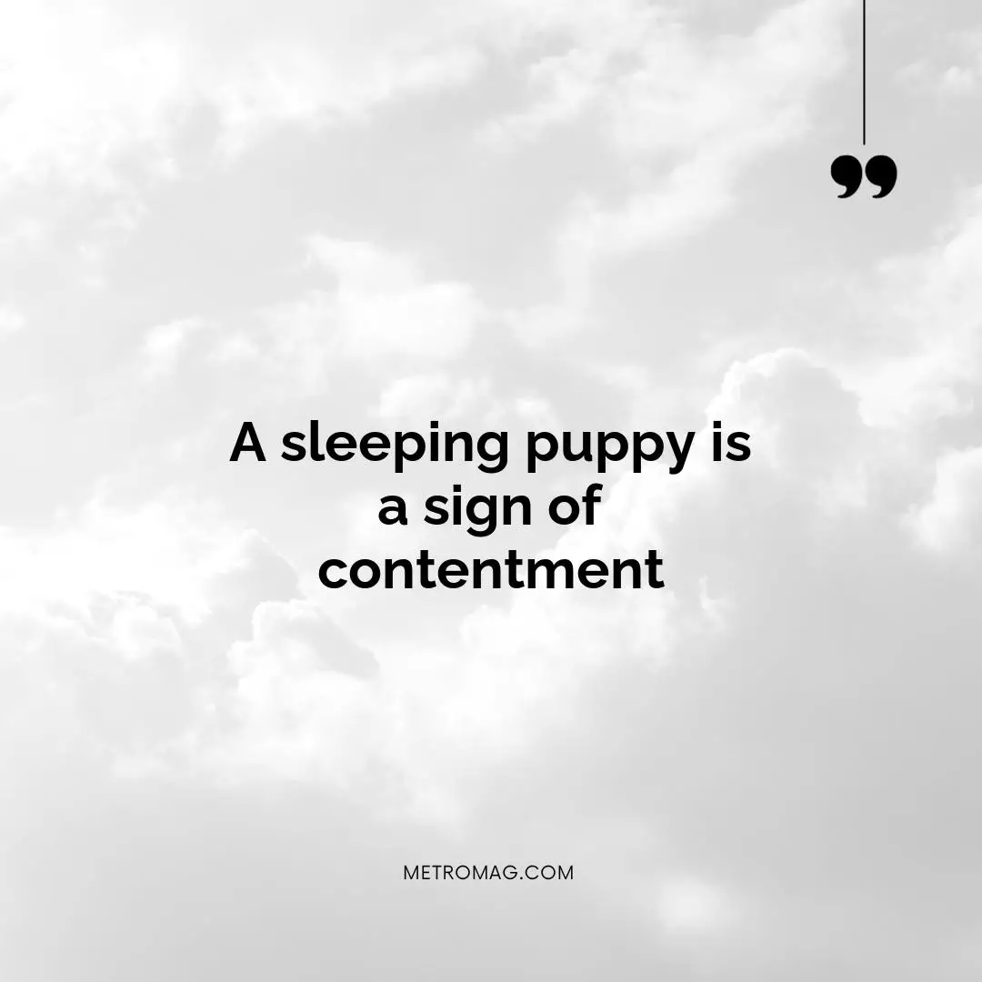 A sleeping puppy is a sign of contentment