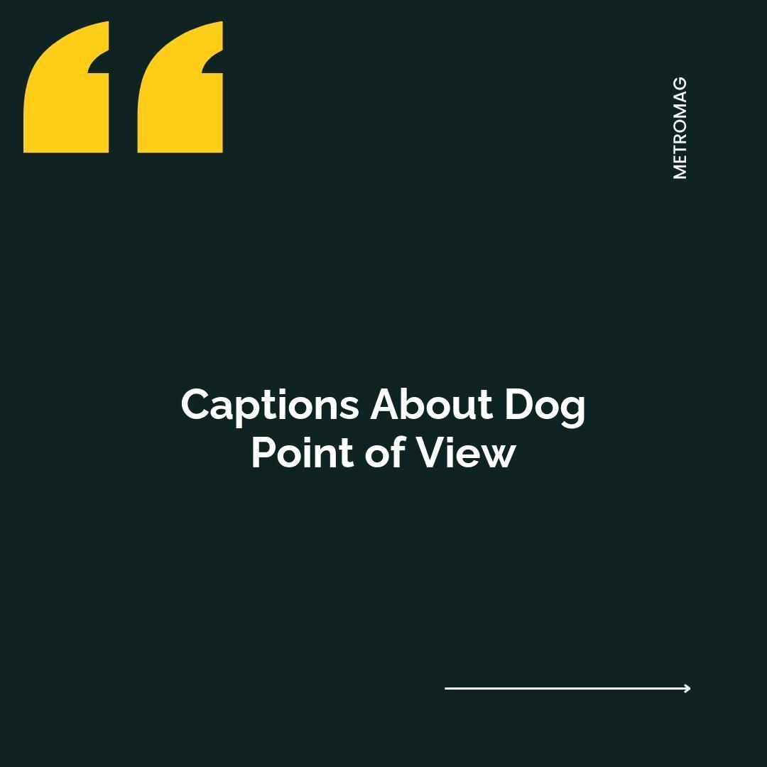 Captions About Dog Point of View