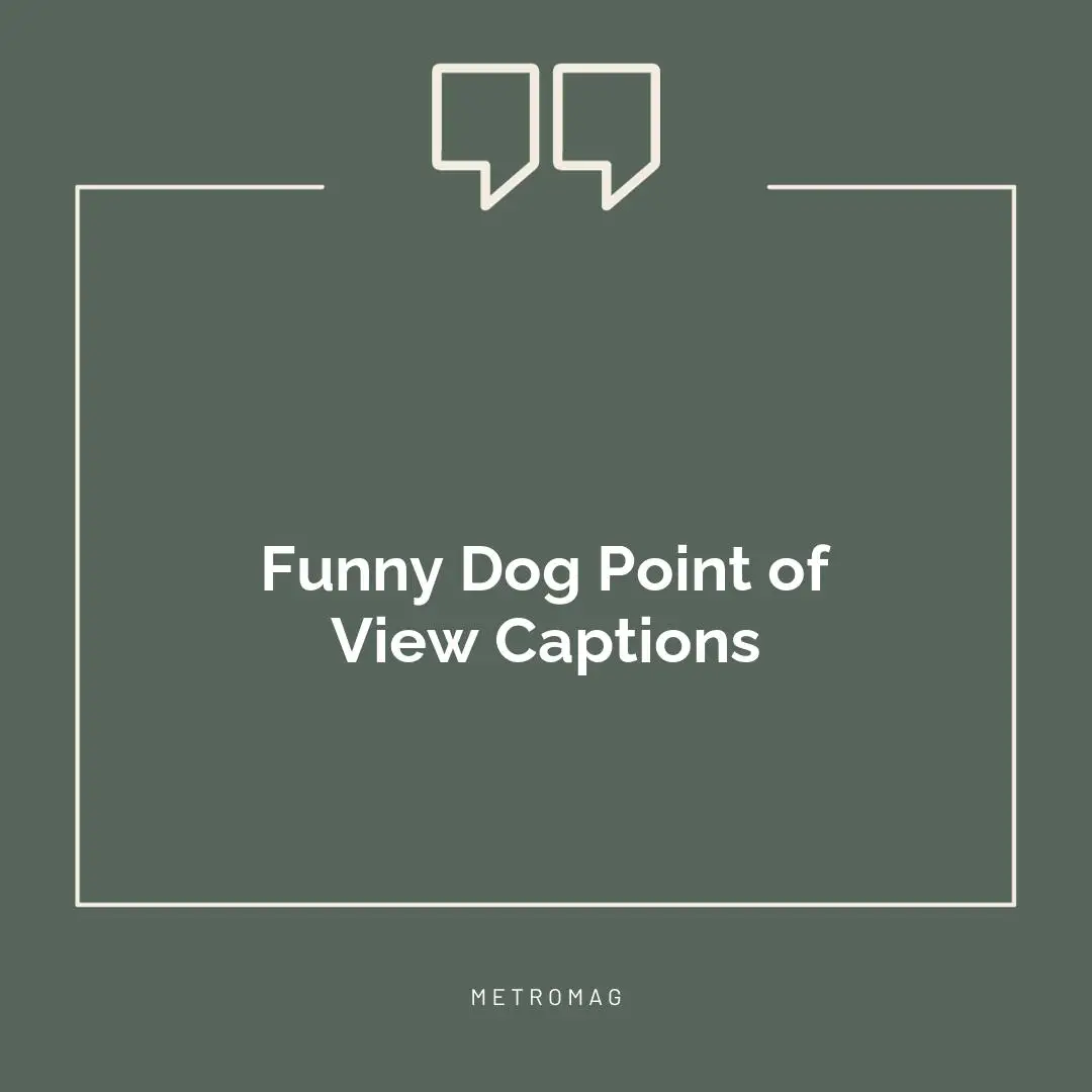 Funny Dog Point of View Captions