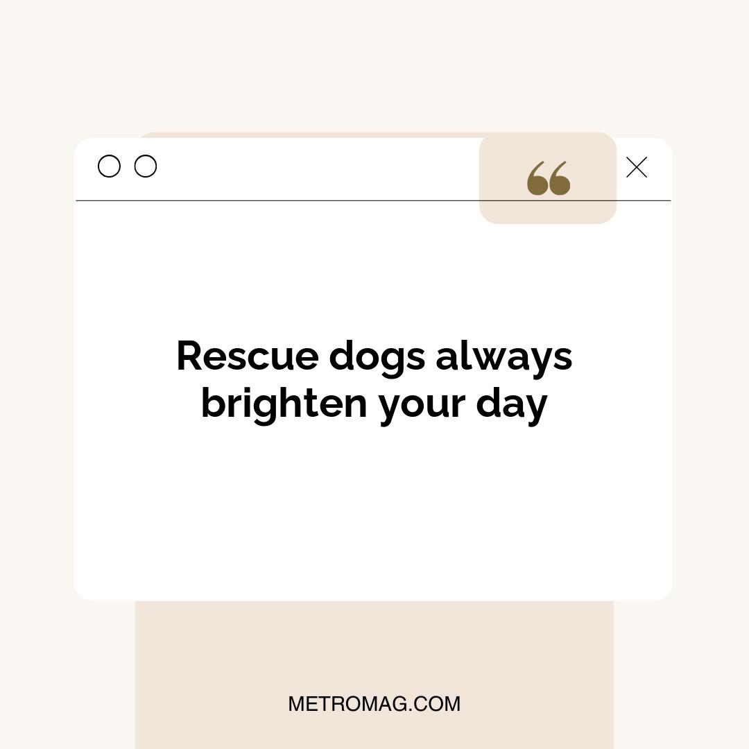 Rescue dogs always brighten your day