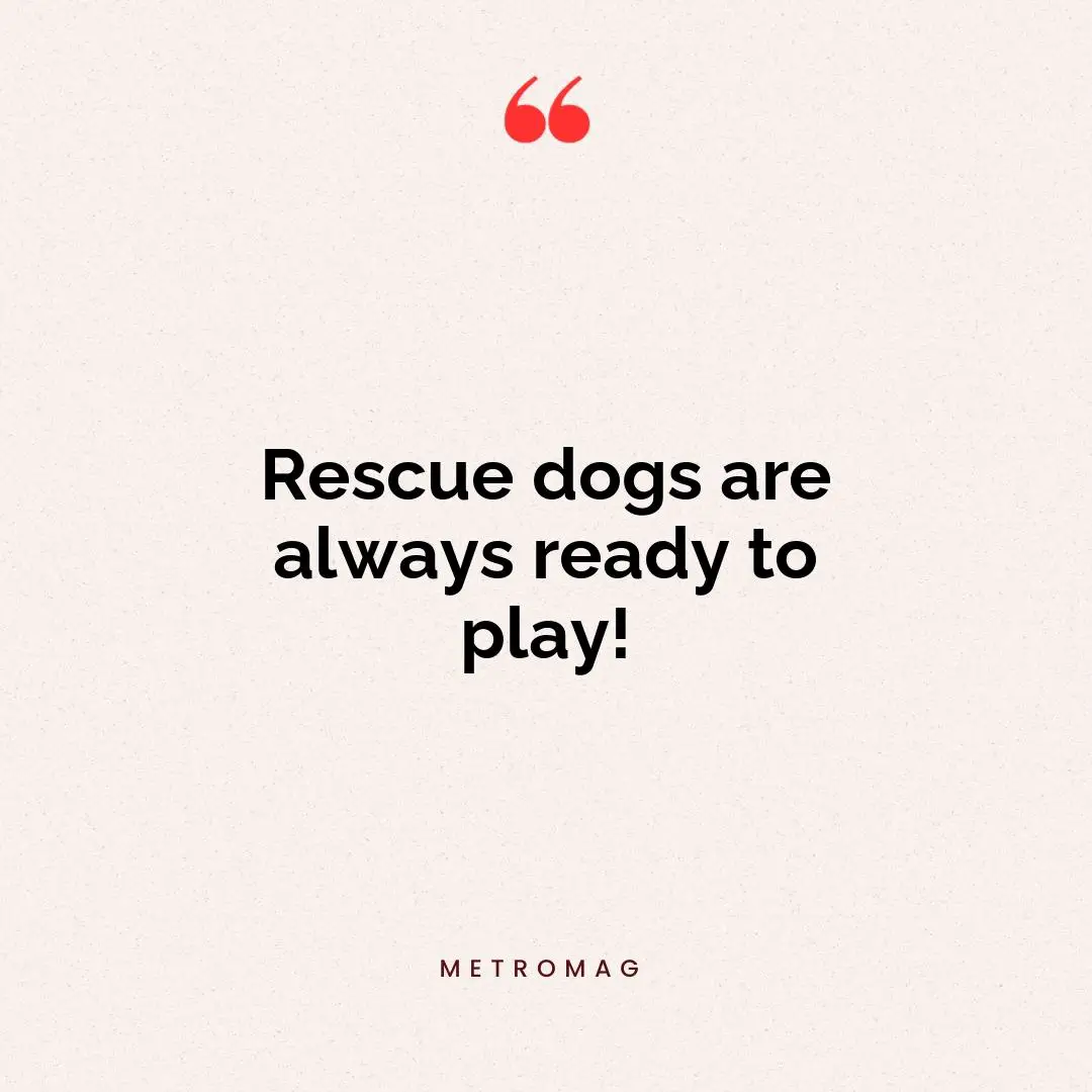 Rescue dogs are always ready to play!