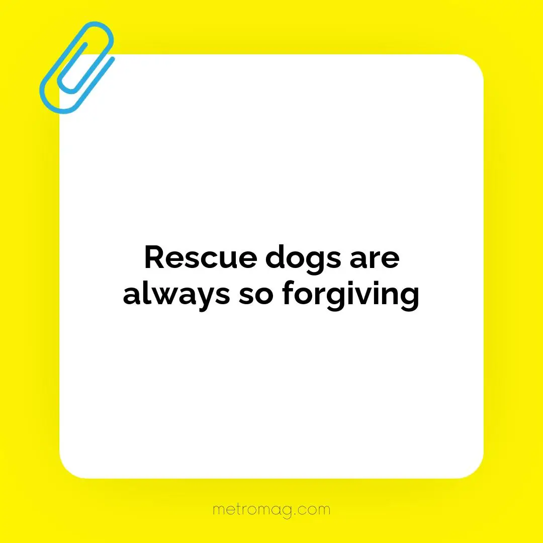 Rescue dogs are always so forgiving