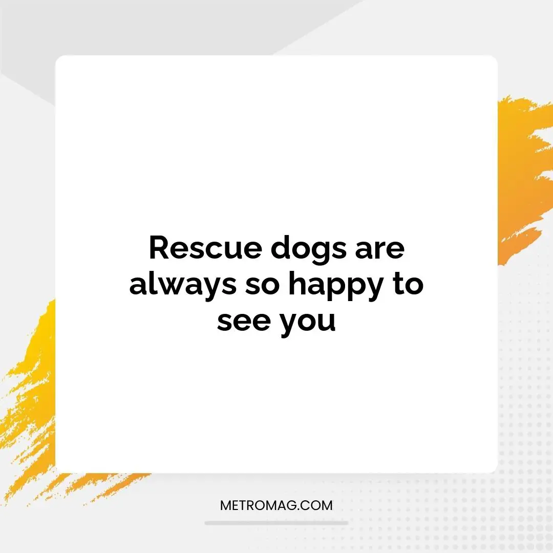 Rescue dogs are always so happy to see you