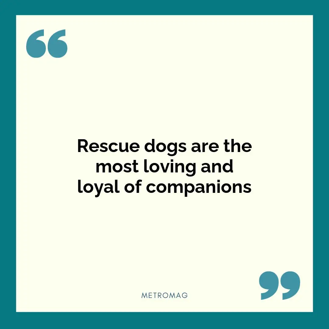 Rescue dogs are the most loving and loyal of companions