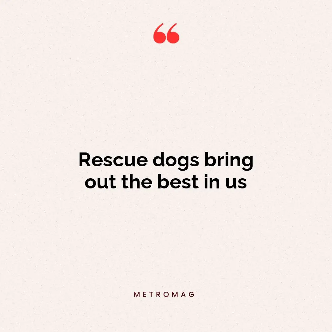 Rescue dogs bring out the best in us