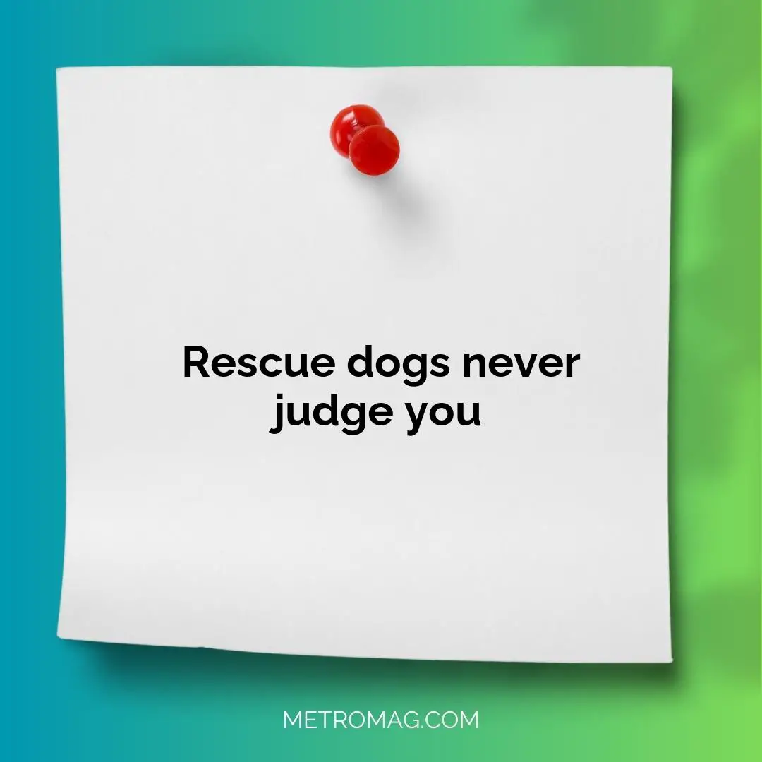 Rescue dogs never judge you